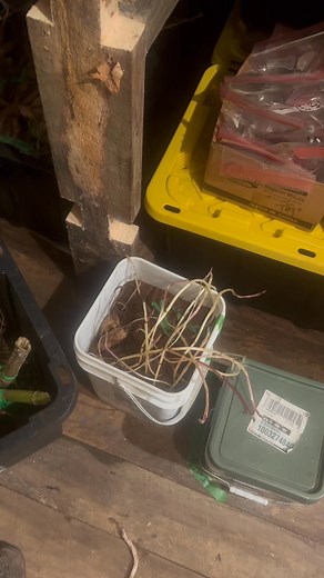 Root cellar tour. This is where and how we store our 4000 dahlia clumps. I know there’s lots of info on the internet so hope this helps some of you who are new to storing tubers. | 7Acres Farm