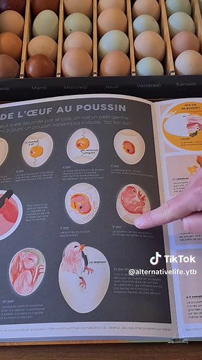 TikTok - Make Your Day