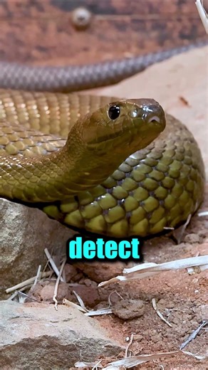 Deadly Even After Death 🐍