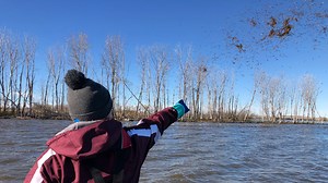Despite limited supply, wild rice seeding continues on the waters of Green Bay 