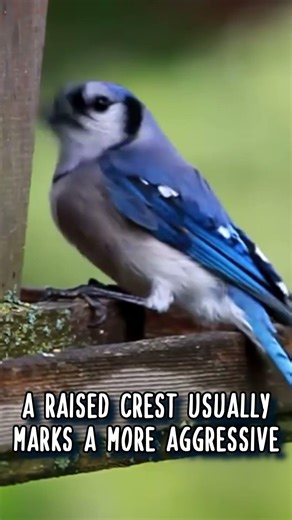 Why do Blue Jays have CRESTS? 🪶 Animal Fact Files #facts #animals #wildlife