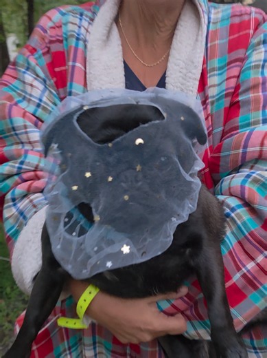 How to Put a Pug’s Hat On Correctly — Fixing Common Mistakes