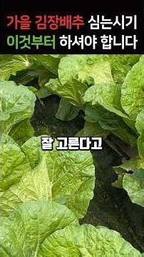 When and How to Plant Autumn and Kimchi Cabbage