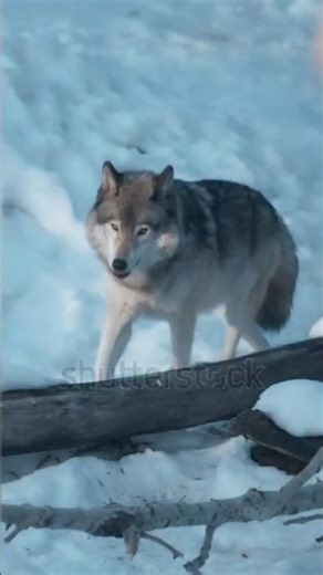 Wolves Don’t Actually Howl at the Moon, Here’s Why🐺#animals #wolf #shorts #facts #viral