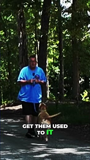 How To Introduce Two Dogs: A Step-by-Step Guide