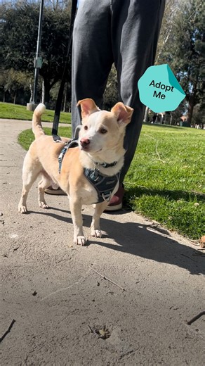 PLEASE SHARE! This resilient dog has been through so much. ❤️‍🩹 Meet Cooper, a 6-year-old Chihuahua/Corgi mix who was wandering the streets of Los Angeles, hungry and covered in sores, when he was saved by @adoptmerescue. It’s believed Cooper’s previous owners abandoned him when they moved away, but all that matters now is that he’s safe in a loving foster home. Despite everything he’s been through, Cooper is an incredibly friendly, sweet and affectionate boy. There’s nothing he loves more than