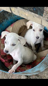 Popoy and Basya. ❤️ #rescuedogs #DogLife #babycali | Baby Cali