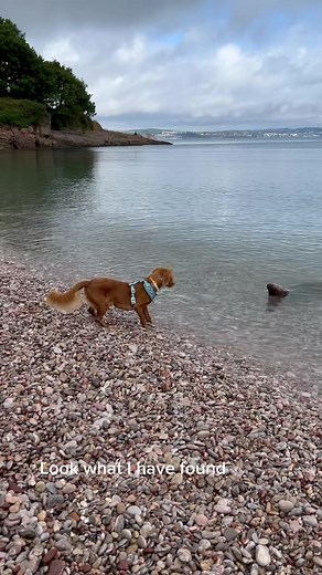 Mysterious Discovery: Loch Ness Monster or Anaconda?