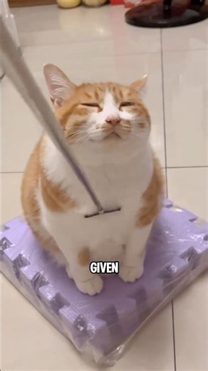 Did you know your cat actually always thinks it’s still a baby? #youtubeshorts #facts #cat #pets