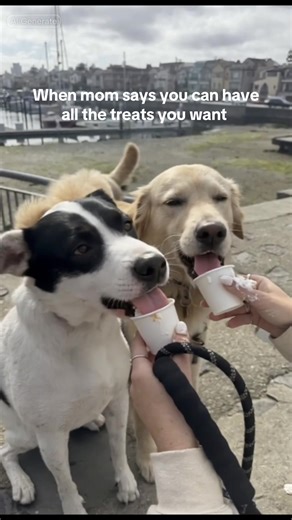 My dog has never dealt with no in his life 🙄 #rescuedog #dogtreats #pupcup #spoileddog