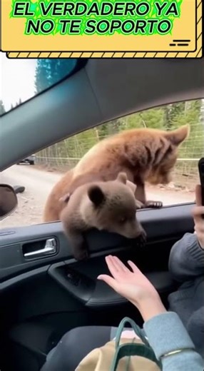 A bear left her baby inside the car and nobody expected this 😱🐻👶🚗