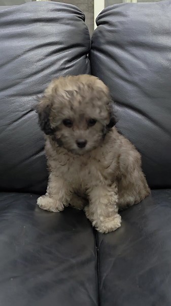 firstlovepoodles on TikTok
