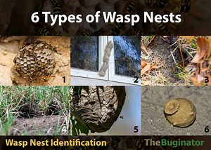 6 Types of Wasp Nests: Identification, Photos, 6 Things to Know » The Buginator