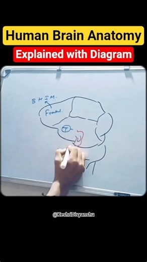 Human Brain Anatomy Explained with Diagram | Brain Parts, Lobes & Functions for Students #shorts
