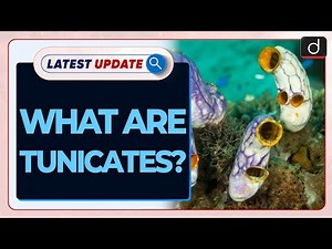 What are Tunicates? Latest Update | Drishti IAS English