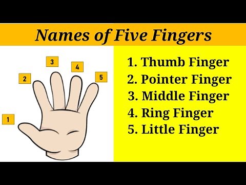 Five Fingers Names | Fingers Name in English ‪@funnlearnpreschool6016‬