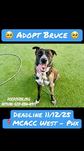 ❤️❤️Rescued‼️❤️❤️ 🐾 Deadline 11/12/25 🐾 BRUCE — THE Bear WITH THE BIGGEST HEART…If loyalty had a face, it would be Bruce.🩵 This 3-year-old German Shepherd mix is the kind of dog who makes eye contact and you feel it — that quiet plea for a human, a home to love, a chance to matter again. 🥰 He MUST be adopted by 11/12 or his last chance is someone to apply @ dogfoster.org to foster and a NHO rescue to pull. The best parts: 🔸️He leans into affection He will sit and give paw🔸️ 🔸️His tail hel