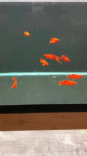"I'm So Fancy!" Bad song, great fish. These Red Cauliflower Highfin Swordtails are fancy indeed! check 'em out here: https://dansfish.com/product.detail/5645/Livebearers-Domestic (Non-Guppy)-Red-Cauliflower-Highfin-Swordtail-Pair-(1M1F)-(Xiphophorus-helleri) | Dans Fish