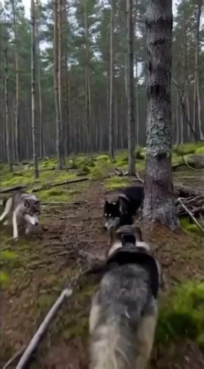 Wolf POV Running With the Pack