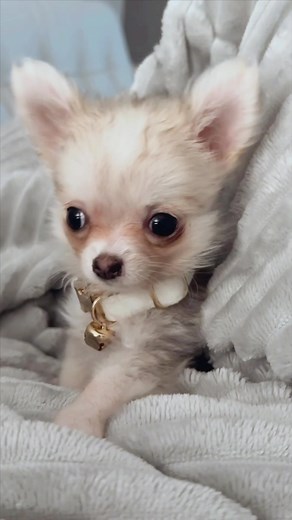 The Chihuahua Anthem ft. Barley - Singing Chihuahua Dogs and Cute TikTok Moments