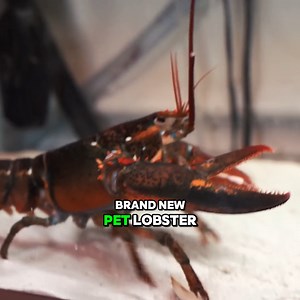 8.2K views · 107 reactions | FEEDING My PET LOBSTER | The Fish Guys | Facebook