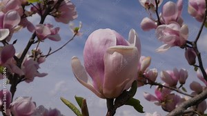 Pink Magnolia Flower Petals From Wind Shakes spring day in the park against the sky