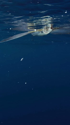 Rush Hooks a Big One! 🎣 🎥: @miketorbisco #localknowledgetv #fishing #socalfishing #tunafishing #offshorefishing #sandiegofishing #sandiego #bluefintuna #bluefintunafishing #missionbaysandiego #missionbay #kitefishing #californiaflyer | Local Knowledge