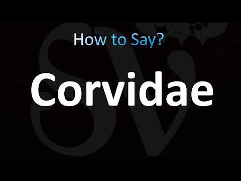 How to Pronounce Corvidae (Correctly!)