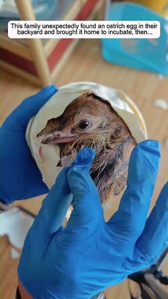 This family unexpectedly found an ostrich egg in their backyard and brought it home to incubate.