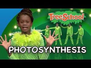 Photosynthesis - Tree School