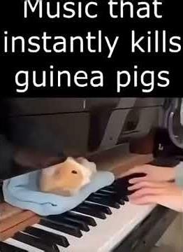 music that kills guinea pigs