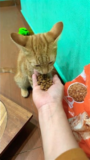 Chipmunk n long peanut vs cat and cat food #chipmunk #cat #kucinglucu #trending