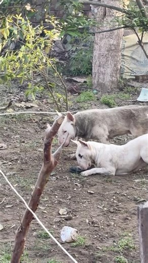 English bull terrier #bullterrier #pitbull #petshub #pistenbully #americanbully #doggielife #viral