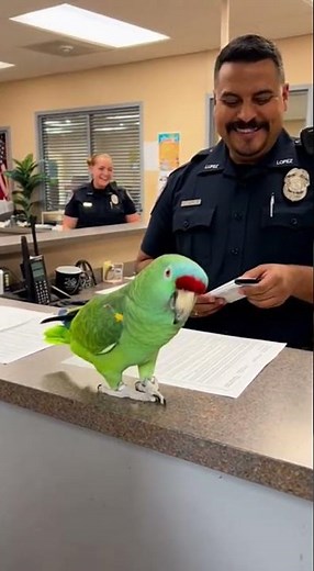 Smart Parrot #birds #funnyanimals #funny #funnybirds #parrot #funnypets #police #duet #comedy