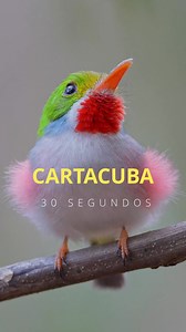 🇨🇺 Aves de CUBA: ⚠️ATENCIÓN⚠️ GENTE HERMOSA : Últimamente he recibido fuertes ataques; Mi contenido no nace desde la política ni desde intereses económicos ni gubernamentales. Nace desde el amor profundo por la naturaleza, las aves y por Cuba , MI PAIS. Cada imagen que comparto implica muchas horas de caminatas, madrugadas y tiempo lejos de casa, únicamente con el deseo de mostrar nuestra avifauna auténtica y ENCONTRAR MI PAZ, esa que pertenece a todos los cubanos, estén donde estén, y también