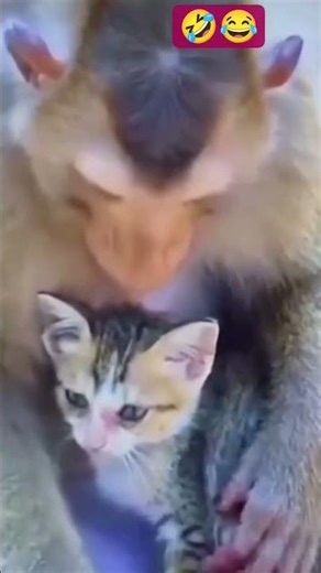 #🐒🐱 Laugh out loud with this hilarious Monkey and Cat comedy short!