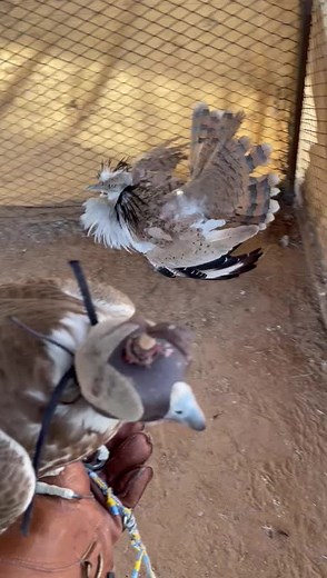 Falconry Training: Aggressive Interactions of Birds of Prey