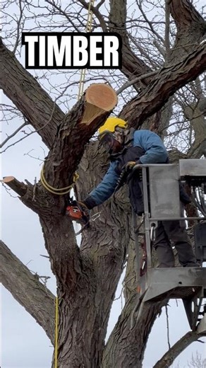 🪵 Chad M. Meyer of C.Meyer doing work today‼️🪚 #saw #treeremoval #outdoors #fonddulac #part1