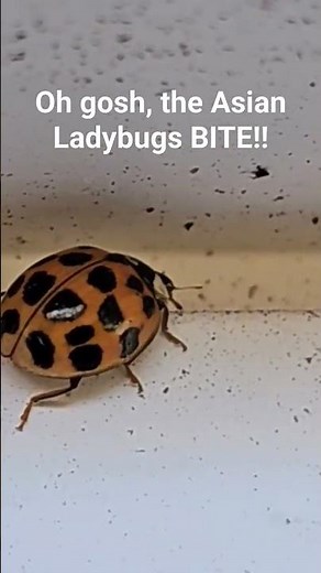 Everything you need to know about invasive Asian Ladybugs! Click lower rt corner for complete video!