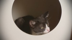 How One Cat Made History by Going to Space