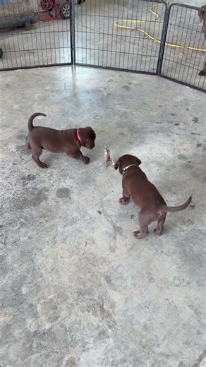REGISTERED CHOCOLATE LAB PUPS READY 5-5-26