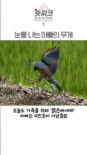 대자연 앞에서 무릎 꿇은 아비새