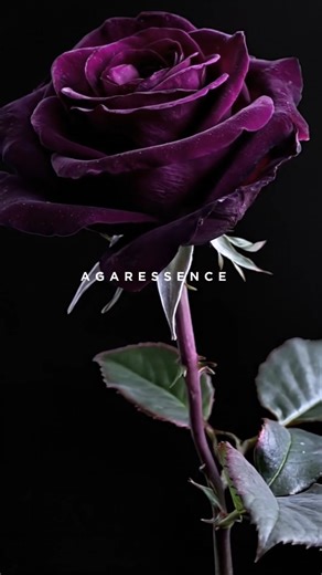 Brecourt on Instagram: "Agaressence. White florals. Dark intent. Welcome to the world of Agaressence. Let the experience begin. #brecourtparis #brecourt #nicheperfume"