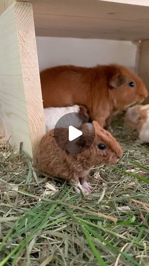 THEPIGGYPOTATOES on Instagram: "1 day old Baby Buffalo and momma Robin ❤️ . . . . . . . . #baby #babyblog #babies #birth #pregnant #cavy #guineapig #guineapigs #guineapiglove #instaguineapig #instaanimal #cavylover #videostar #meerschweinchen #pet #pets #sweet #instacute #instalove #funny #instaanimal #instahappy #cute #amazing #instapets #pets #video #clip #tgif #funnyvideos #autumn"