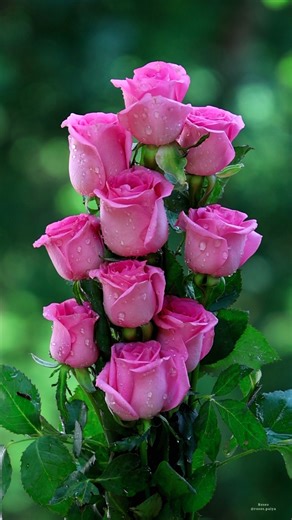 109K views · 9.1K reactions | Rose bouquets | Roses | Facebook