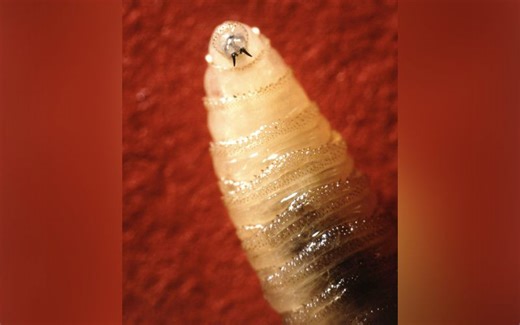 CDC warns doctors to look for screwworm symptoms. What are they?