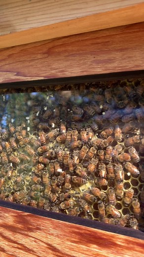 2.3M views · 26K reactions | It's so much fun watching the bees working hard through the Flow Hive observation windows. Almost ready to harvest some honey  | Flow Hive | Facebook