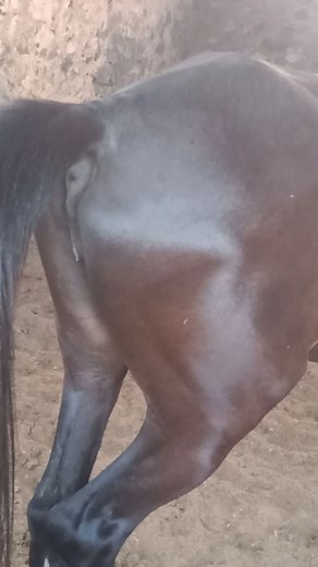 Dr.Neha on Instagram: "Winking of clitoris in mare seen a prominent sign during oestrus. . . #vet#vety#mare#horse#farm#signs#intern2vetdiaries #vetprofissional #vetworld #veterinary #veterinaria #vetsofindia #studfarm#equine#doctor#vetlife"