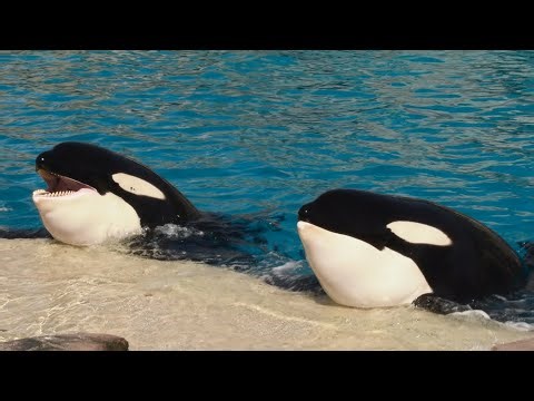 Orca Encounter (6 Orcas- Full Show) at SeaWorld San Diego February 9, 2026 at 12:00 PM