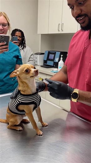 Chihuahua’s reaction to a fake injection 💉🤣🐶